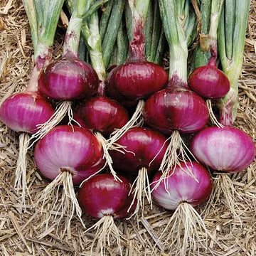 Vegetable