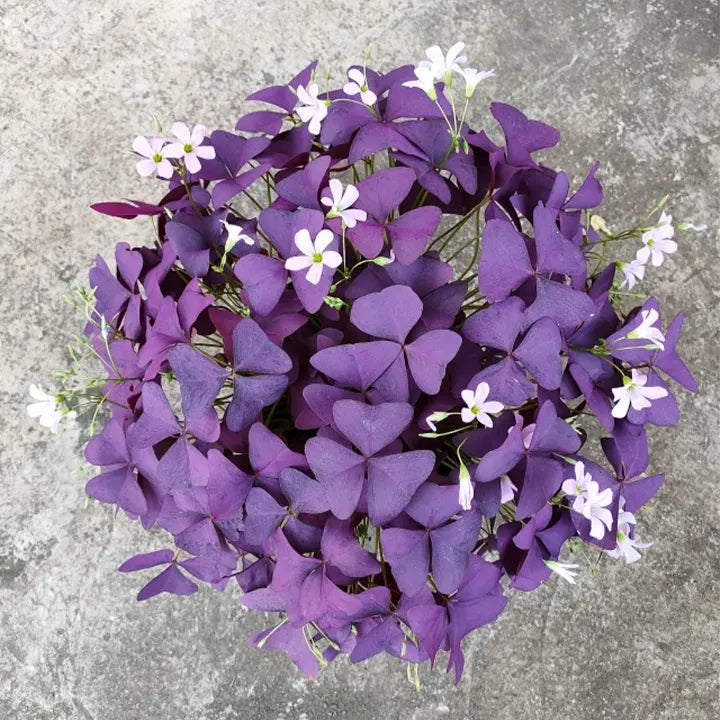 Oxalis Triangularis Purple Shamrock Good Luck Plant