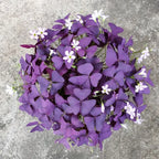 Oxalis Triangularis Purple Shamrock Good Luck Plant