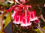 Rare Tuberose Enkianthus Seeds