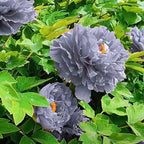 Blue Peony Seeds – Symbol of luck and wealth