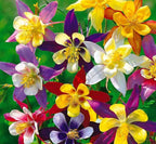 Columbine Mckana's Giant Mix Flower Seeds