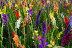 🎉Limited Time Offer: 50% Off : Gladiolus Bulbs!
