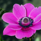 Pink Anemone Seeds