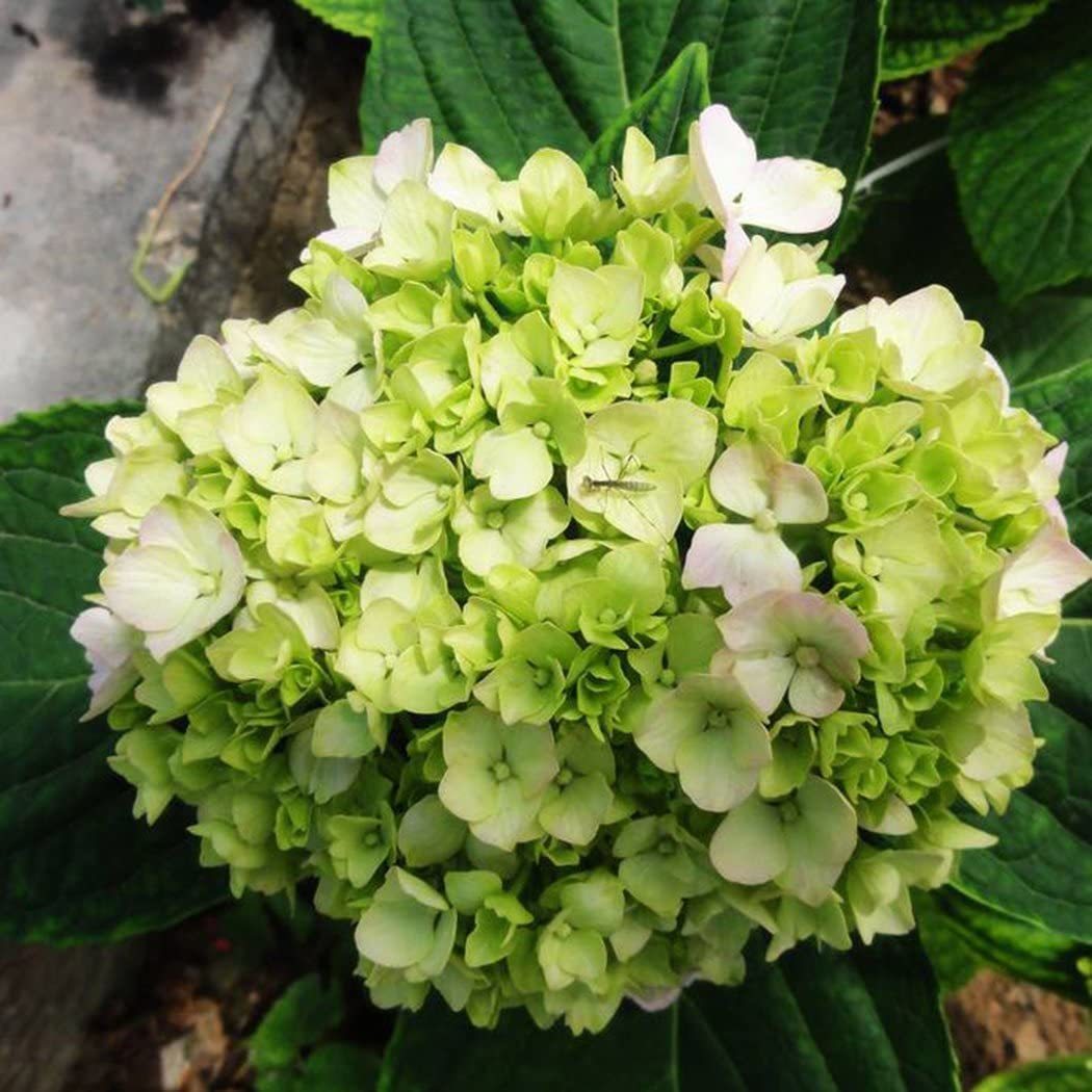 🔥 Limited Edition! Red, White & Blue Hydrangeas for America’s 250th 🇺🇸