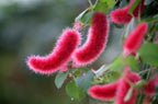 Acalypha hispida - Red Hot Cattail Seeds