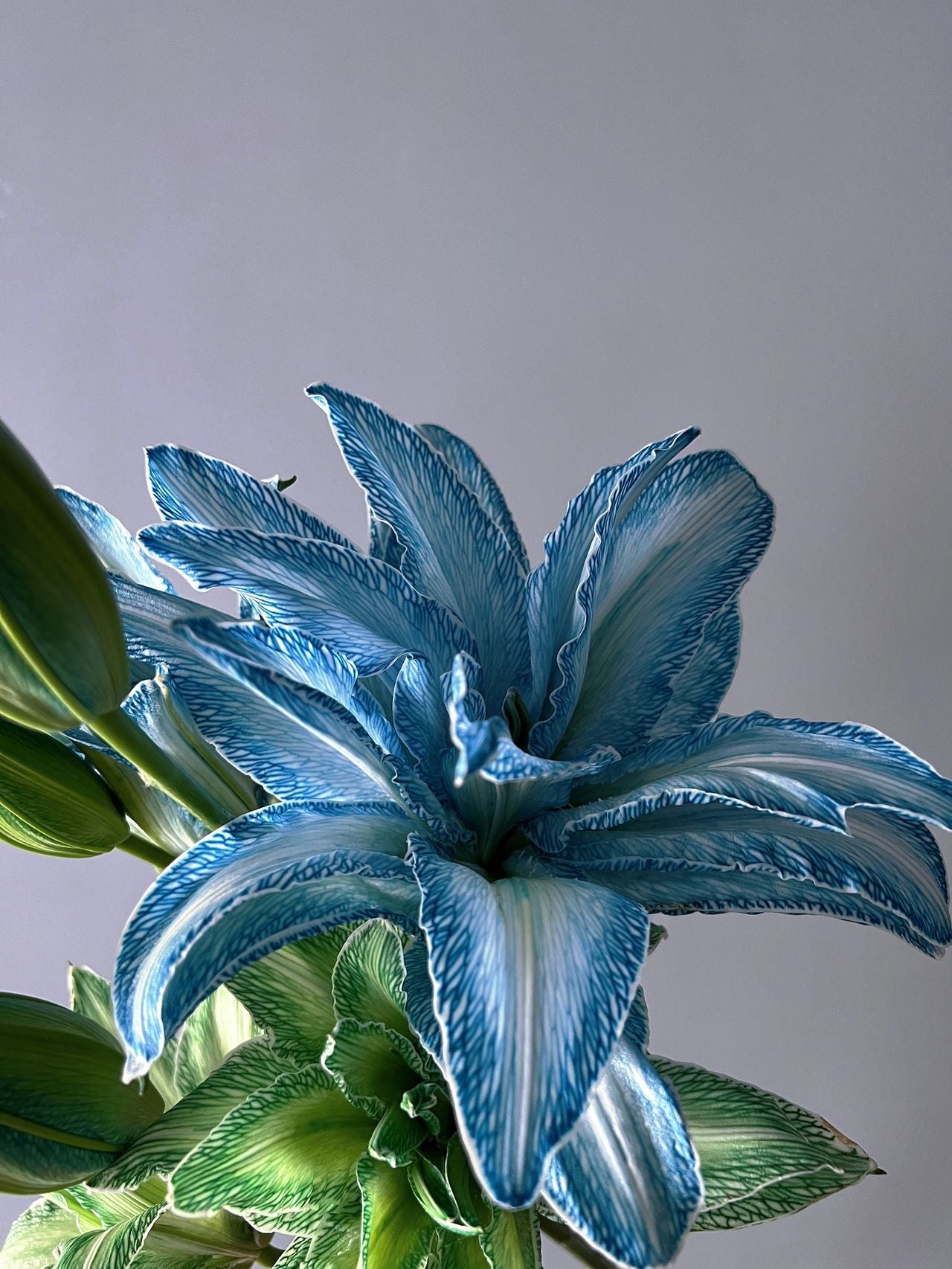 Double-Blossom Lily
