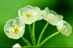 Crystal Flower Seeds
