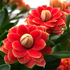 Golden Fox Longevity Flower Seeds