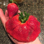🍓Super Giant Strawberry Seeds – Grow Juicy, Extra-Large Strawberries!