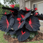 🎁2025 Special Offer🌿 Fire & Ice Rare Hosta Flower Seeds