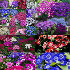 Cineraria Mix Flower Seeds-Over 10 Colors