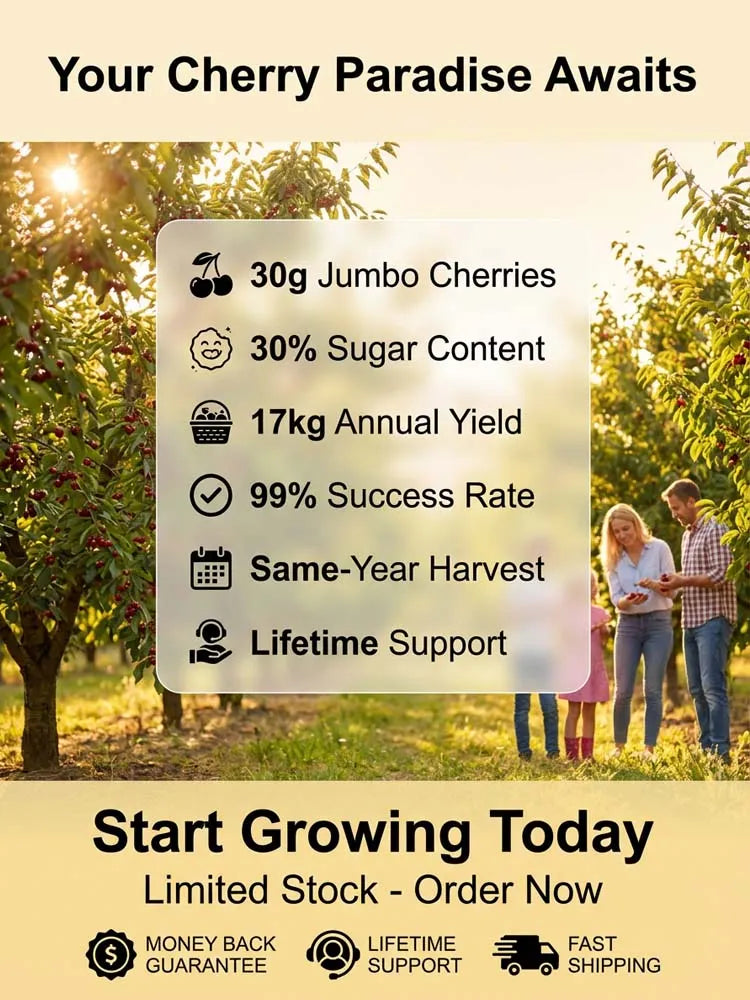 [No fruit, full refund] Premium Giant Sweet Cherry Sapling
