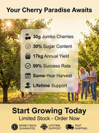 [No fruit, full refund] Premium Giant Sweet Cherry Sapling