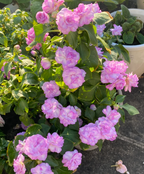 Mixed Color- Double Flower Impatiens Seeds - Mosquito and Snake Repellent Plants