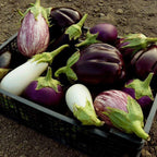 🍆 Green Can Eggplant Seeds - A Flavorful and Nutritious Garden Gem!