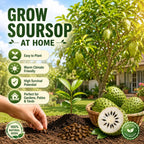 💥🌸 Organic Soursop (Graviola) Seeds – Non-GMO Heirloom Tropical Fruit seeds