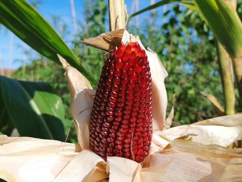 🍓&🌽Strawberry Corn seeds - 2023 popular seeds