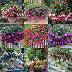 Fuchsia Seeds - Lantern flower