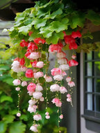 Weeping Begonia Seeds-Malus halliana