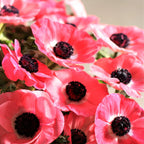 Rosa Shocking Anemone Seeds