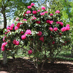 Stunning Azaleas – Red, Pink, White & Dreamy Mixed Colors | Four-Season Garden Delight