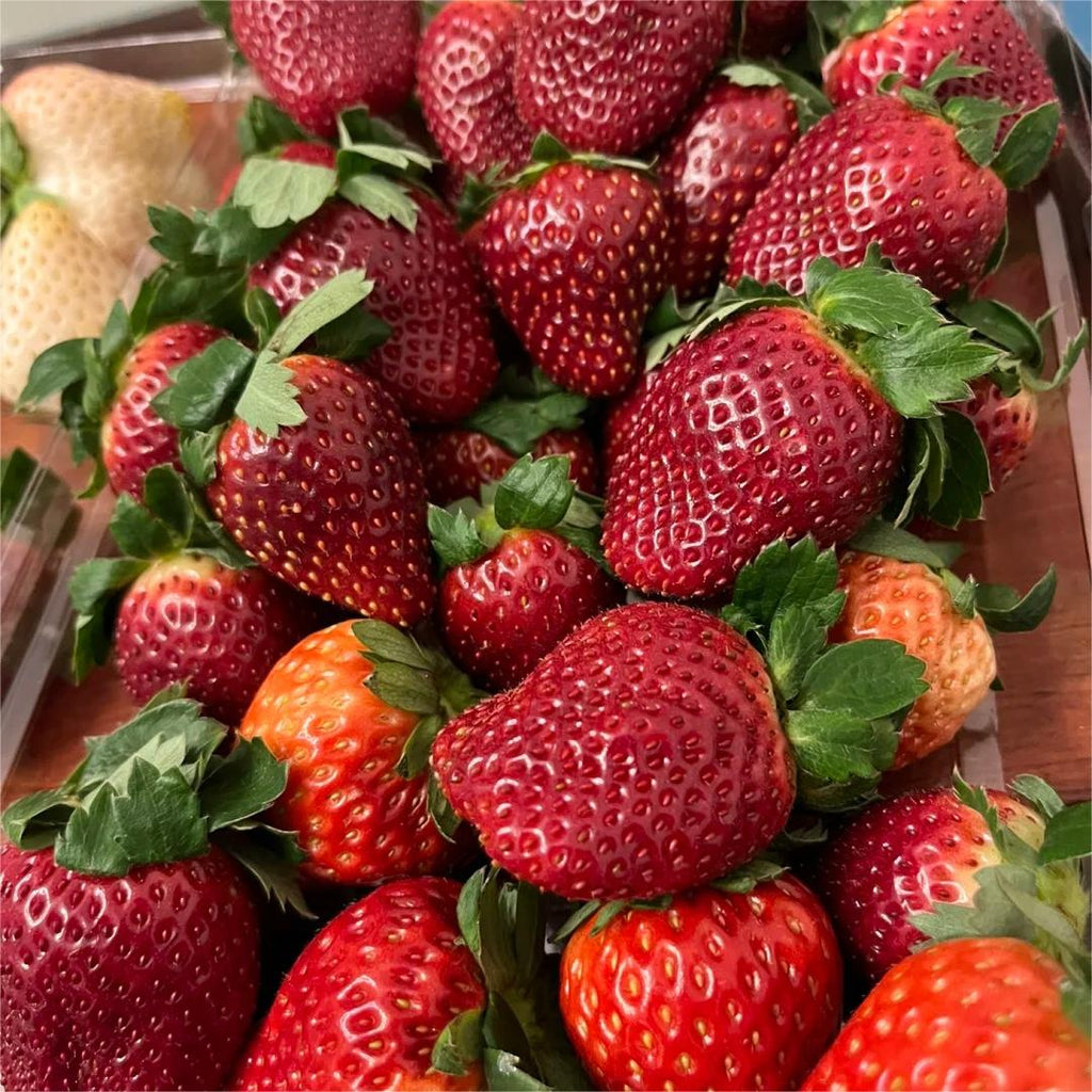 Black Pearl Strawberry Seeds