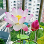 🌸[7 days germination]Last Day Sale - 50% OFF💐The Sacred Bonsai Bowl Lotus Flower