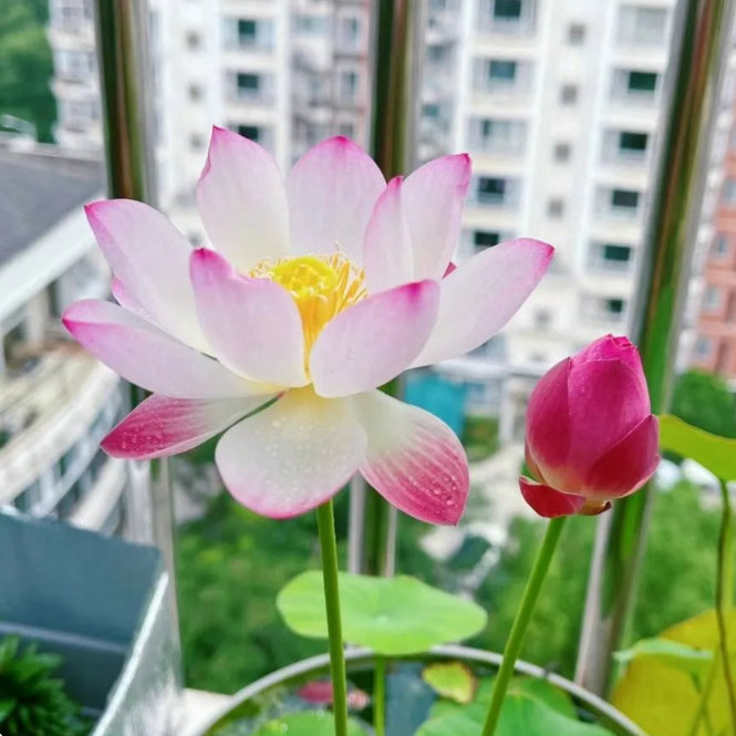 🌸[7 days germination]Last Day Sale - 50% OFF💐The Sacred Bonsai Bowl Lotus Flower