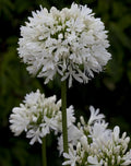 🔥🔥Agapanthus africanus 'Albus'