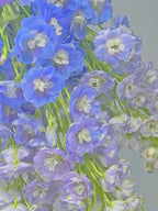 Delphinium Seeds-Mixed 7 Colors