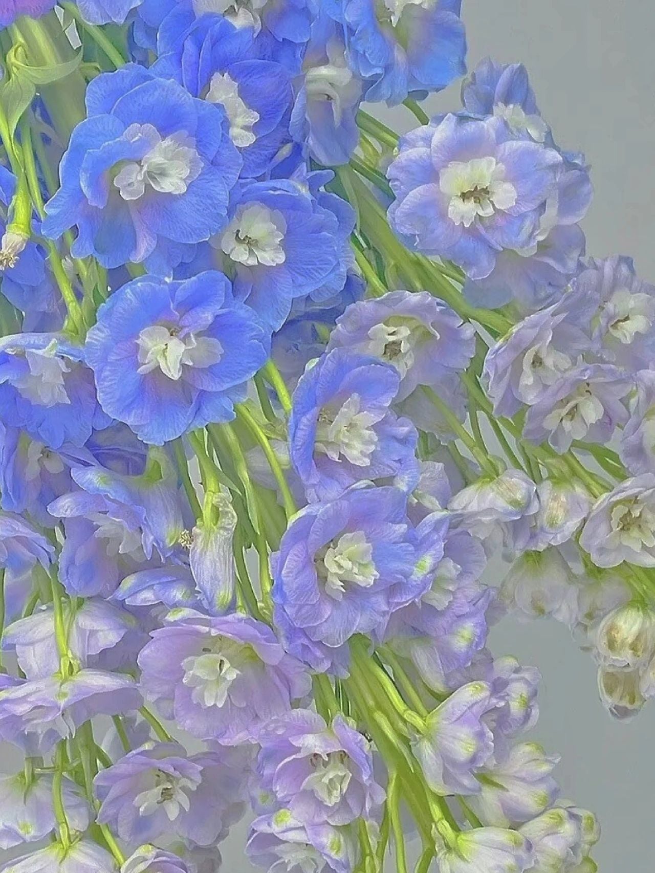 Delphinium Seeds-Mixed 7 Colors