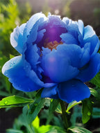 Pink White Peony Seeds – Symbol of luck and wealth