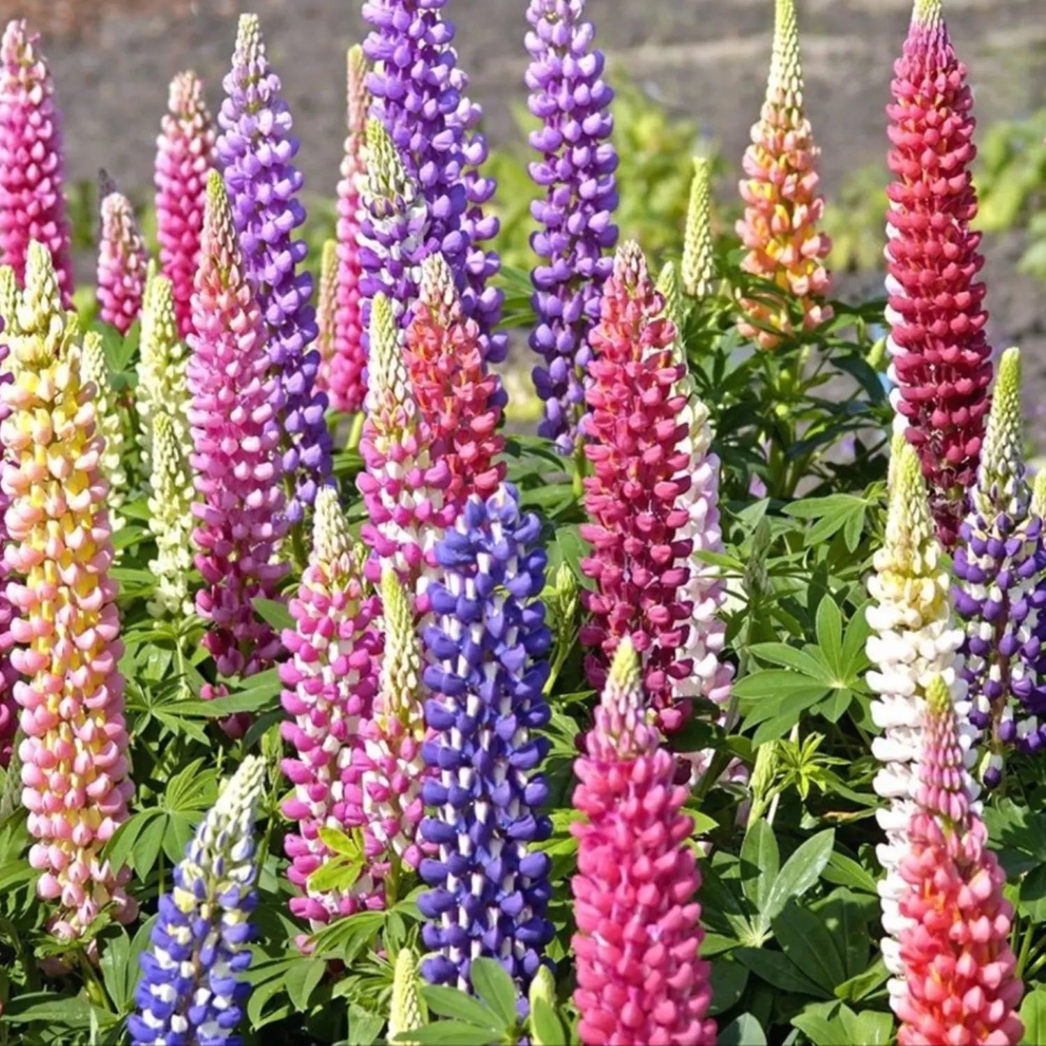 LUPINE FLOWER SEEDS