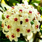 Hoya Seeds - Stars falling from the sky✨