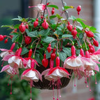 Fuchsia Seeds - Lantern flower