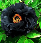 💙💛Blue Yellow Peony Flower Seeds