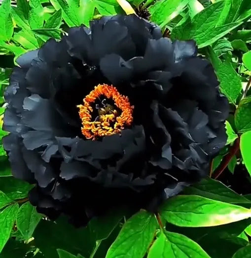White Peony Seeds – Symbol of luck and wealth