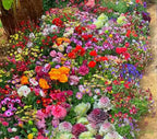 Mixed Perennial Flowers Seeds-Over 60 kinds mixed-Easy care