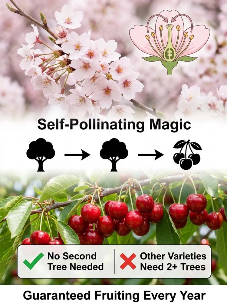 [No fruit, full refund] Premium Giant Sweet Cherry Sapling