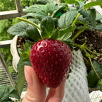 Black Pearl Strawberry Seeds