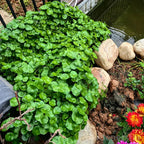 🍀Hydrocotyle Vulgaris Seeds-Copper Coin Grass