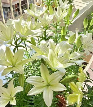 Double-petaled bicolor fragrant lily Bulbs—Fresh and Sweet