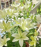Double-petaled bicolor fragrant lily Bulbs—Fresh and Sweet
