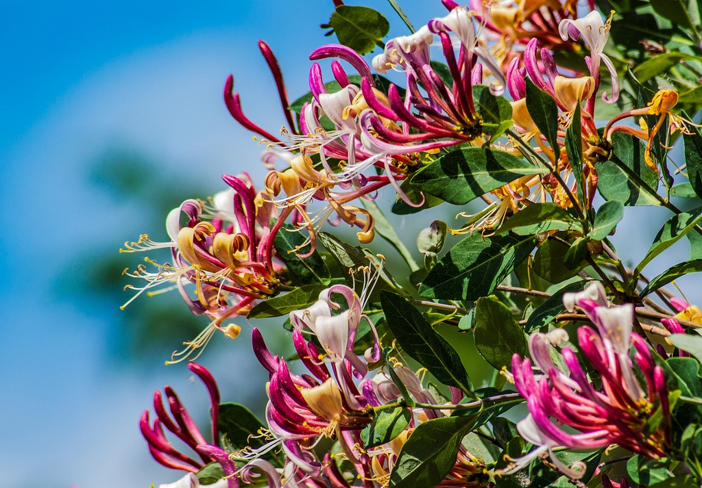 Colorful Honeysuckle Seeds 👍Flowers that are good for your health🌿