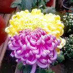 Mixed Spider Mums Flower Seeds-Over 20 Colors