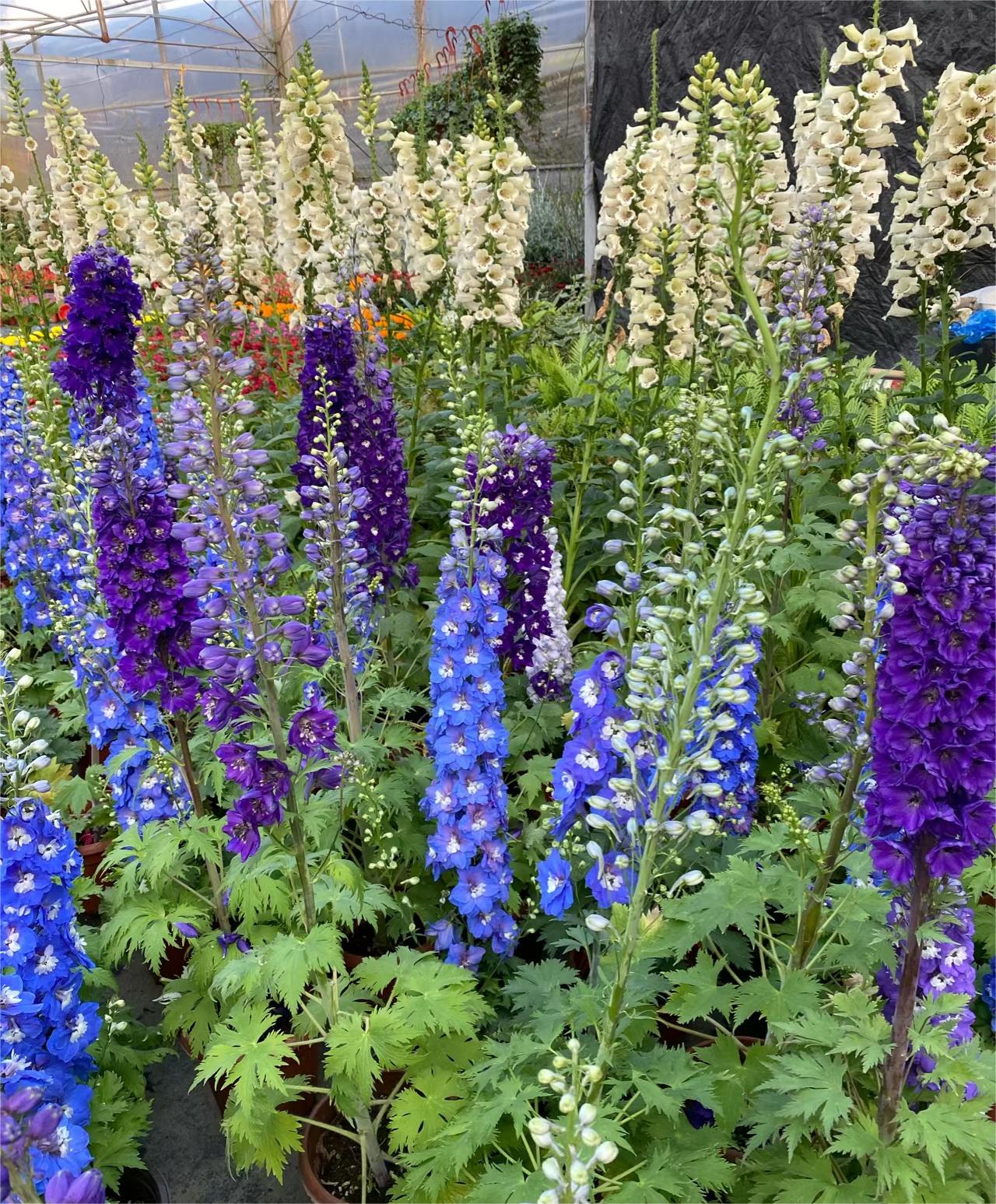 Delphinium Seeds-Mixed 7 Colors