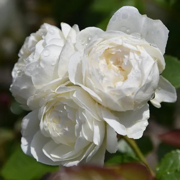 [3 days germination]🔥Last Day 49% OFF🌺Climbing Rose Seeds