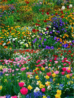 Mixed Perennial Flowers Seeds-Over 60 kinds mixed-Easy care