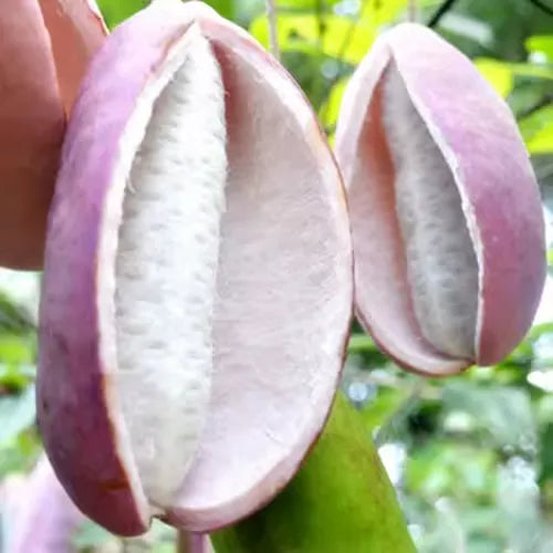 Stauntonia Latifolia Seeds-Organic Food